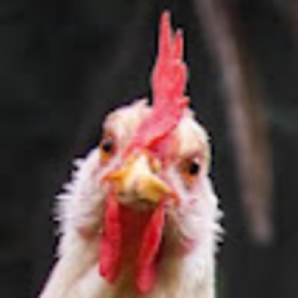 Meet your Posher, Kelby huynh